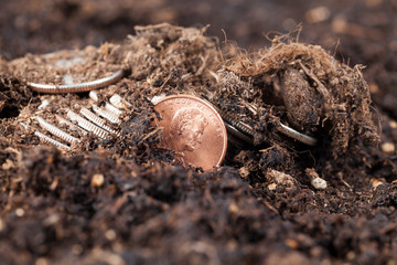 American coins field