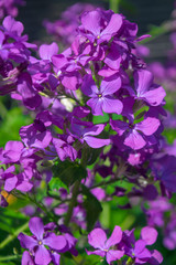 Purple Judasspenge in sunlight