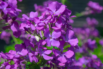 Fototapeta na wymiar Purple Judasspenge in sunlight