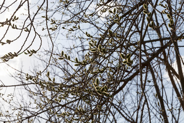 blooming willow spring