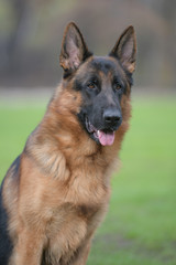 portrait of a German shepherd on a green background in the Park