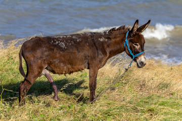 donkey in an erection