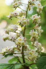 Blooming chestnut flowers on a green tree. Spring background.