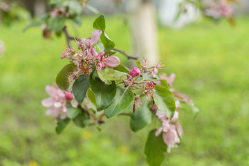 Sakura tree with blooming pink flowers.