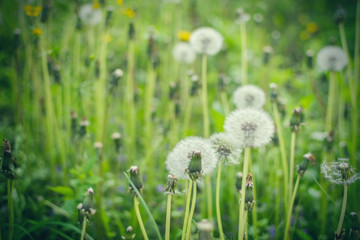 A field with dandelion buds.