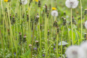 A field with dandelion buds.