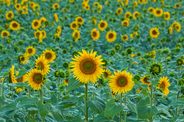 Obraz premium Yellow leafy sunflower among green leaves