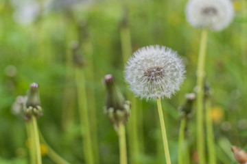 A field with dandelion buds.