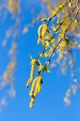 birch spring flower