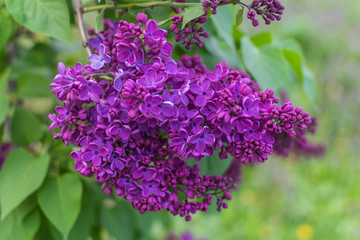 Lilac flowers on a tree branch. Blooming trees in spring.