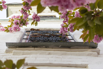 The window of the building in the pink colors of Sakura.
