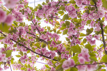 Blooming sakura flowers, pink flowers on the tree.