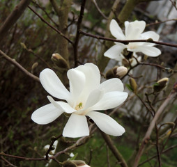 Fototapeta na wymiar Magnolia Kobus flower, early spring