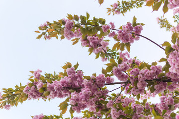 Blooming sakura flowers, pink flowers on the tree.