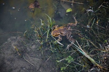 Marsh Frog swimming in the Lithuania