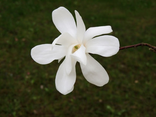 Magnolia Kobus flower, early spring
