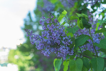 Lilac flowers on a tree branch. Blooming trees in spring.