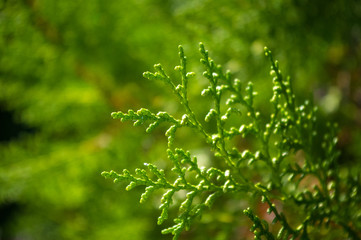 Incense cedar tree Calocedrus decurrens branch close up.