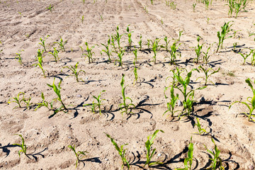 Green corn growing on sandy soil