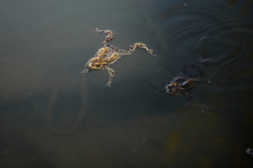 Marsh Frog swimming in the Lithuania