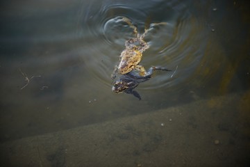 Marsh Frog swimming in the Lithuania