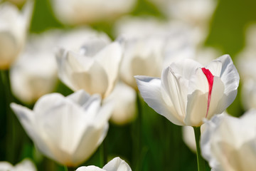 Beautiful white and red tulip.