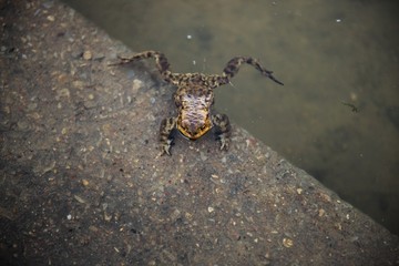 Marsh Frog swimming in the Lithuania