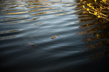 Marsh Frog swimming in the Lithuania