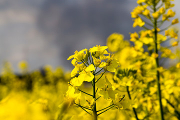 Obraz premium Beautiful yellow rapeseed flowers