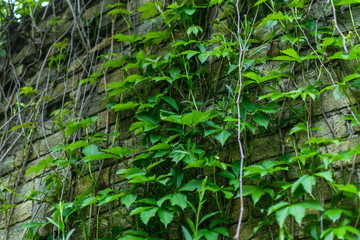 Brick wall overgrown with green plants.
