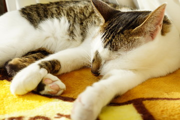 手を投げ出して寝る猫
