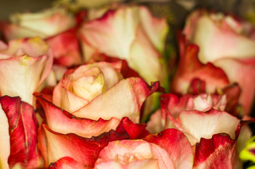 Beautiful large bouquet of yellow-red roses. Nature. close up, selective focus