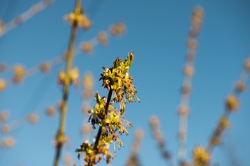 Spring leaves on a twig of apple tree.