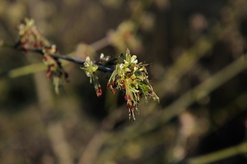 Spring leaves on a twig of apple tree.