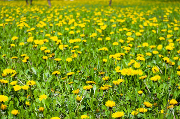 field of vernal green grass with flowering dandelions on a sunny day in early spring