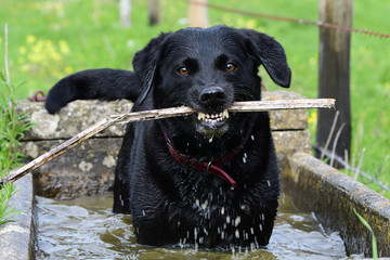 Close up portrait of a wet black Labrador standing in a water trough while chewing a stick