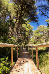 A long wooden bridge, in perspective, crosses the pine forest, to reach the beach of Torre dell'Orso, in Salento, Puglia, Italy, Otranto, Melendugno. Railing and wooden handrail. Vanishing Point.