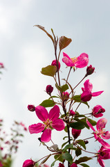 Fototapeta premium Background blooming beautiful pink cherries in raindrops on a sunny day in early spring close up, soft focus