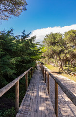 Fototapeta na wymiar A long wooden bridge, in perspective, crosses the pine forest, to reach the beach of Torre dell'Orso, in Salento, Puglia, Italy, Otranto, Melendugno. Railing and wooden handrail. Vanishing Point.