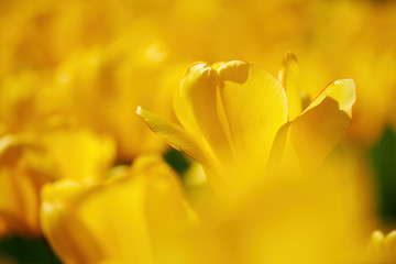 Beautiful yellow tulip.