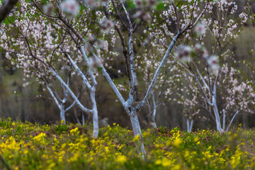 Whitewashing of fruit trees.