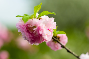 Obraz premium Background blooming beautiful pink cherries in raindrops on a sunny day in early spring close up, soft focus