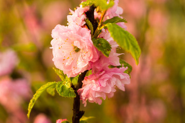 Background blooming beautiful pink cherries in raindrops on a sunny day in early spring close up, soft focus