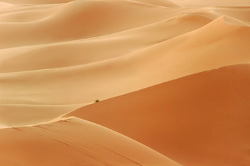 Fototapeta na wymiar golden sand dune in sahara desert 