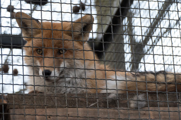 fox closed in a cage