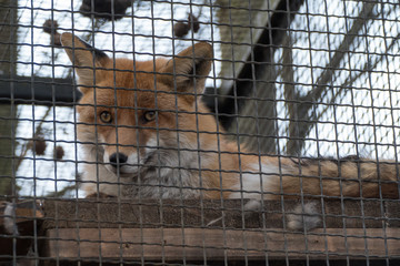 fox closed in a cage