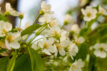 Background blooming beautiful white cherries in raindrops on a sunny day in early spring close up, soft focus