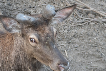 Fototapeta premium shy deer in a natural farm