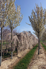 Fototapeta na wymiar blühende Apfelplantage bei Meckenheim