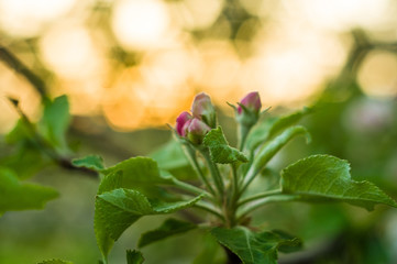 Background of blooming beautiful flowers of apple on a sunny day in early spring close up, soft focus